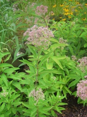 Joe Pye Weed